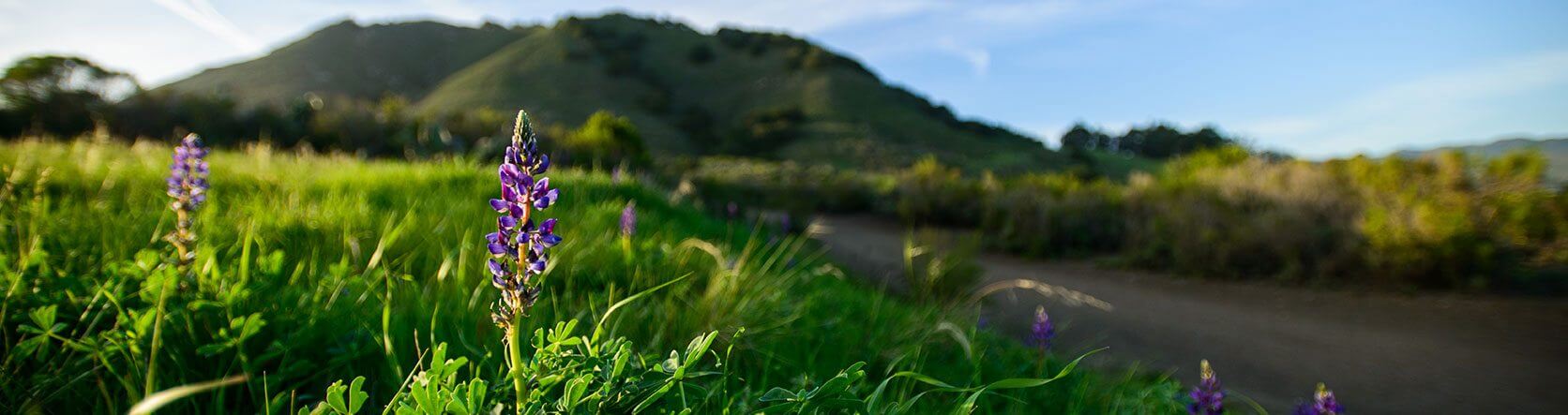 purple flower in a green field