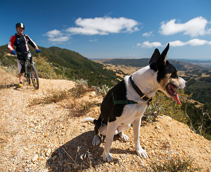 Dog looks out over San Luis Obispo County