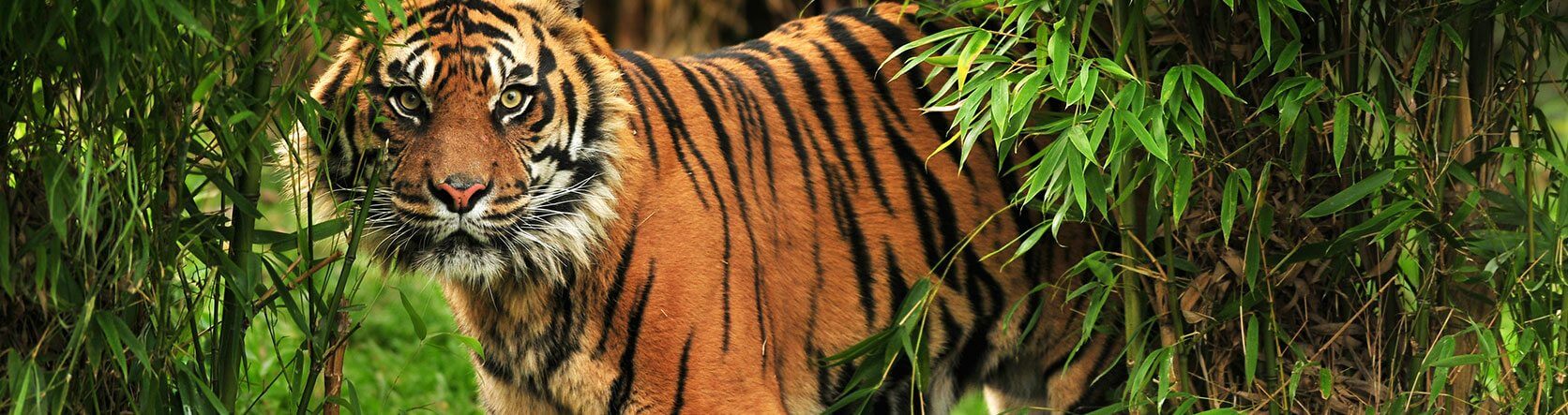 Tiger at the Charles Paddock Zoo in Atascadero, CA