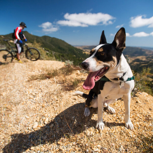 find pet friendly stays in san luis obispo