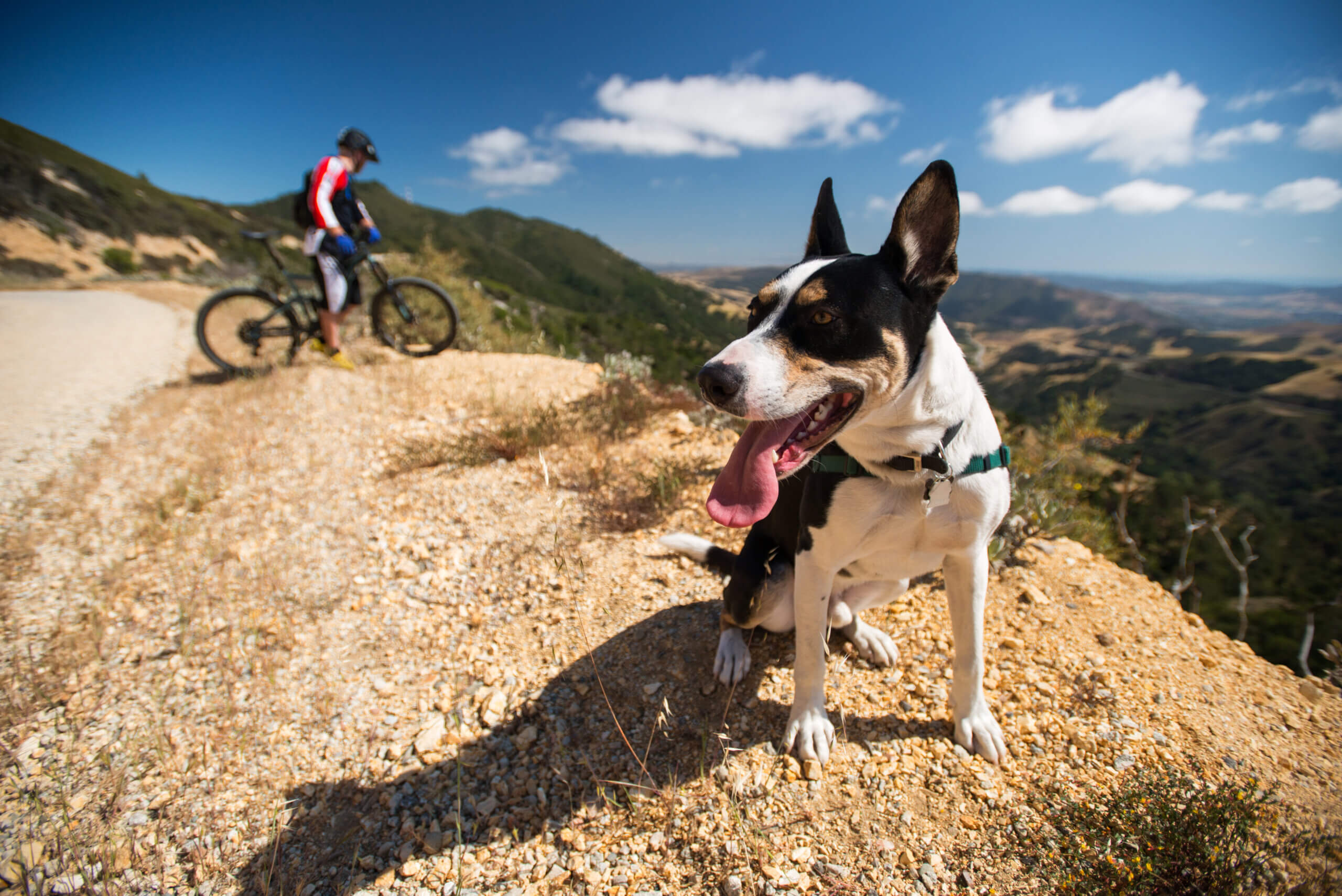 find pet friendly stays in san luis obispo