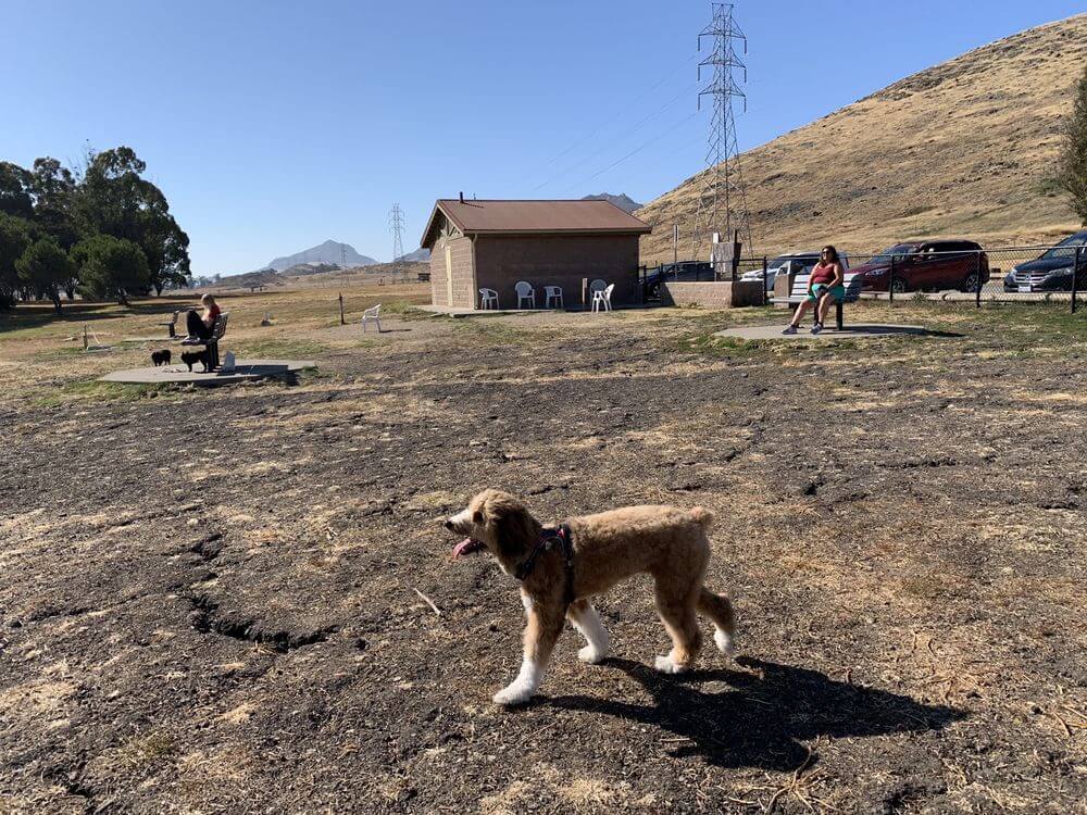 laguna lake off leash dog park