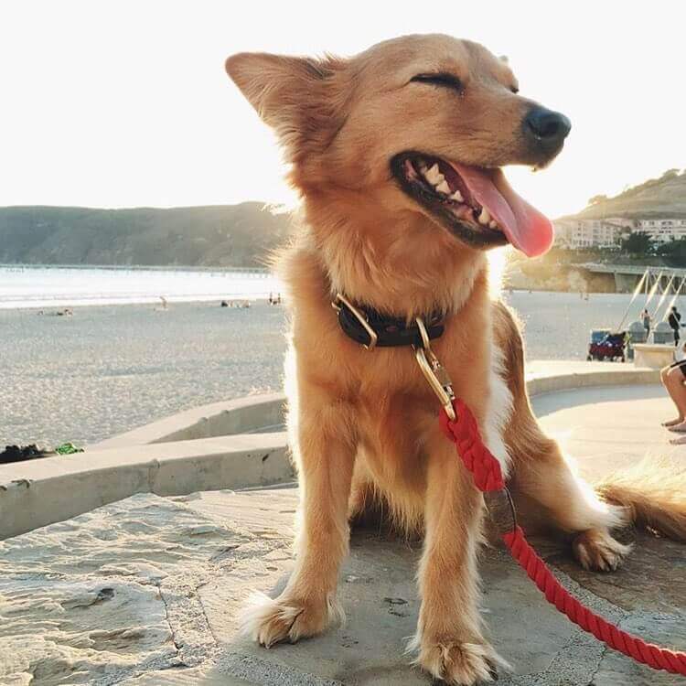 san luis obispo dog beach