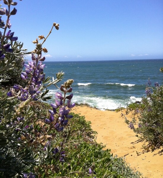 A flowering walkway to the beach