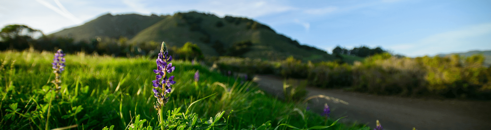 Flowers bloom on Madonna Mountain in San Luis Obispo, CA